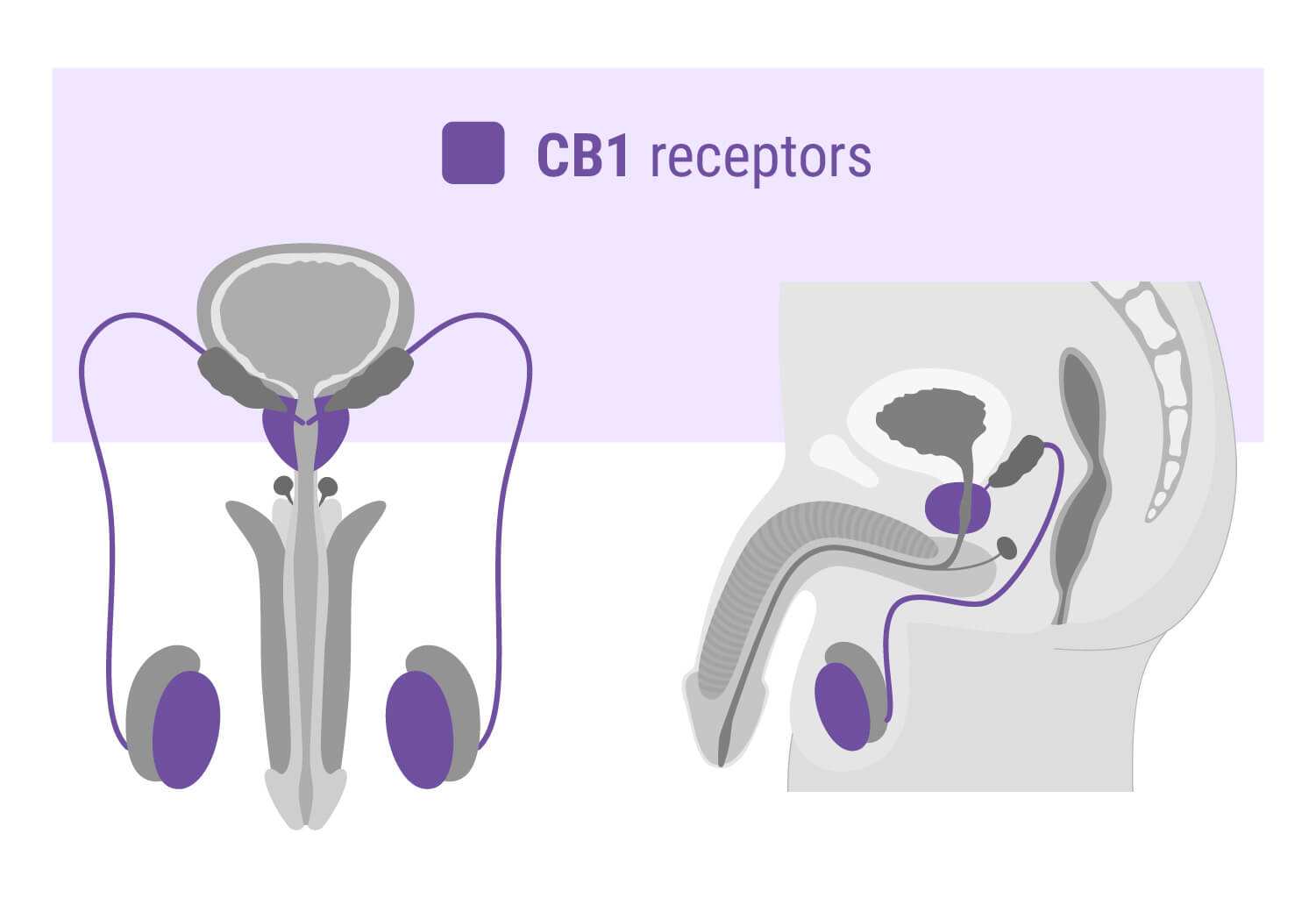 CBD Oil Erectile Dysfunction RQS Blog